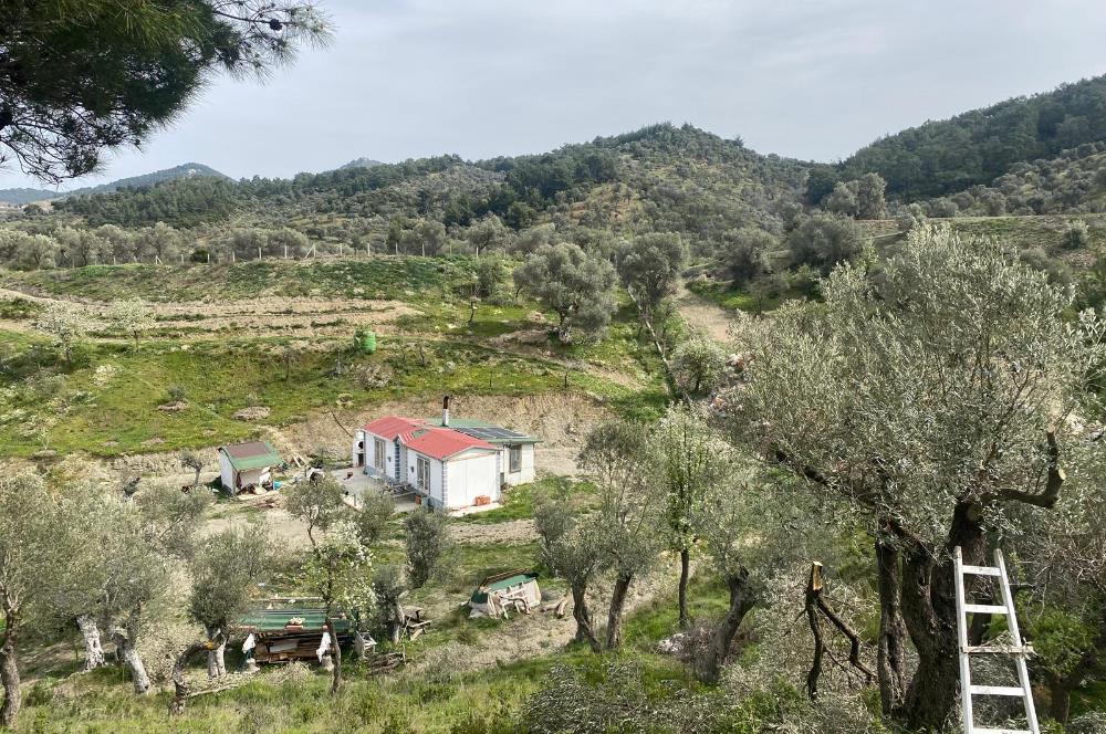 Seferihisar Beyler Köyü’nde 23.996 m² Yola Cephe Zeytinlik ve İmarlı Ev