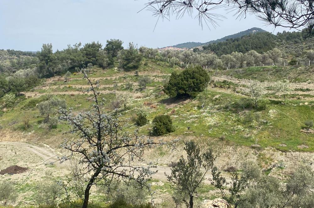 Seferihisar Beyler Köyü’nde 23.996 m² Yola Cephe Zeytinlik ve İmarlı Ev