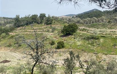 Seferihisar Beyler Köyü’nde 23.996 m² Yola Cephe Zeytinlik ve İmarlı Ev