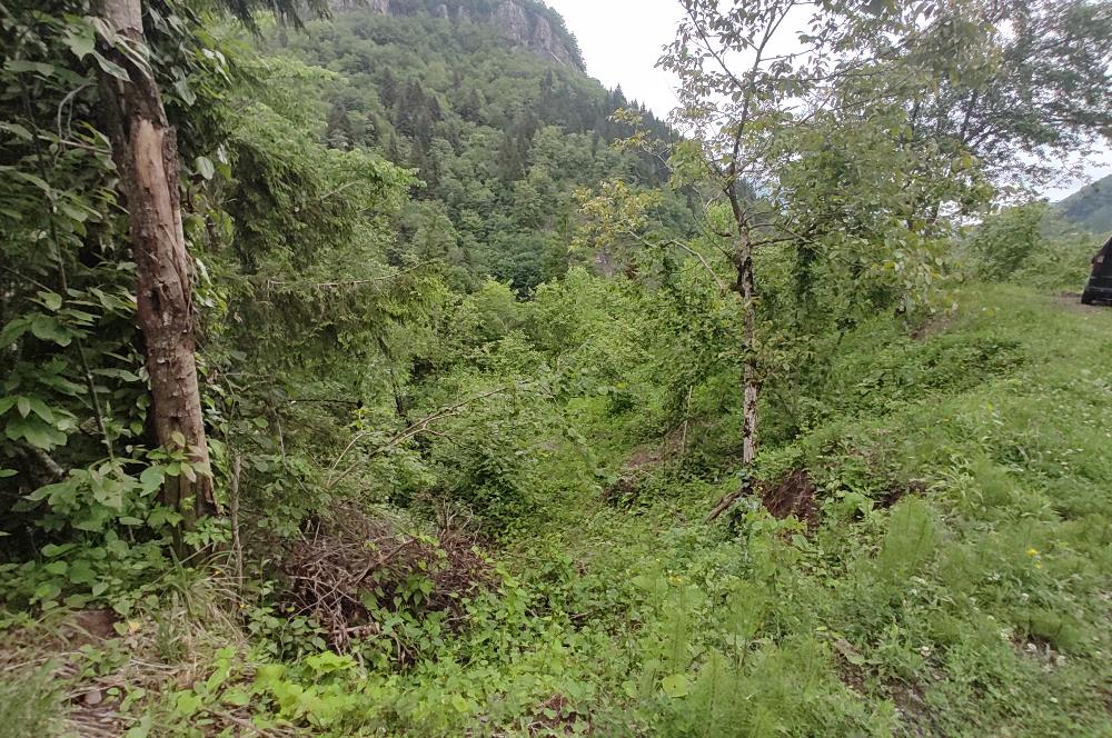 TRABZON MAÇKA'DA DOĞANIN İÇİNDE DÜZLÜĞÜ BULUNAN 3,7 DÖNÜM ARSA !