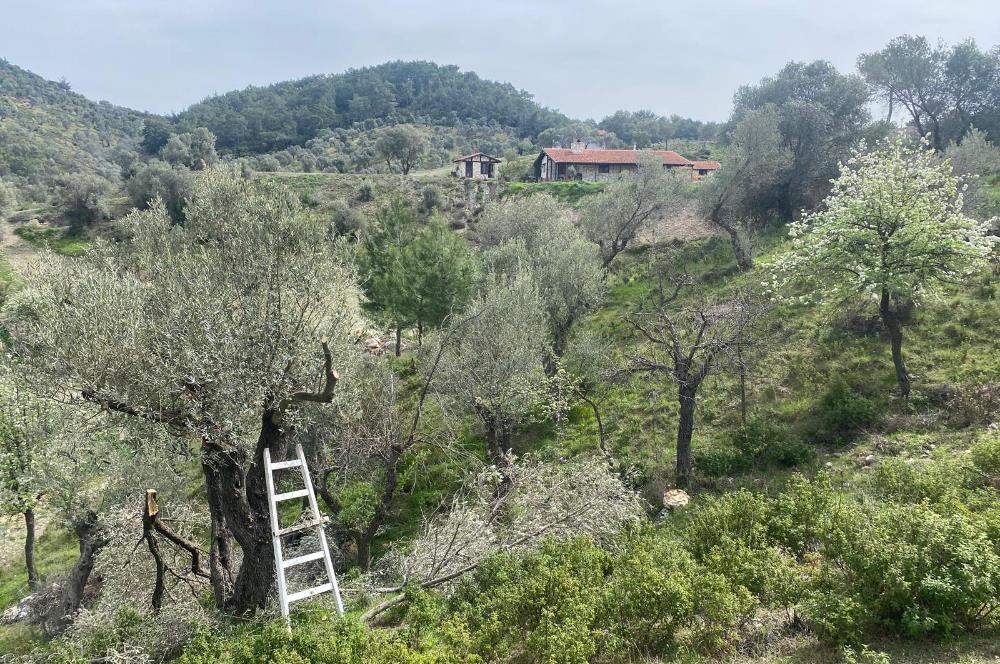 Seferihisar Beyler Köyü’nde 23.996 m² Yola Cephe Zeytinlik ve İmarlı Ev