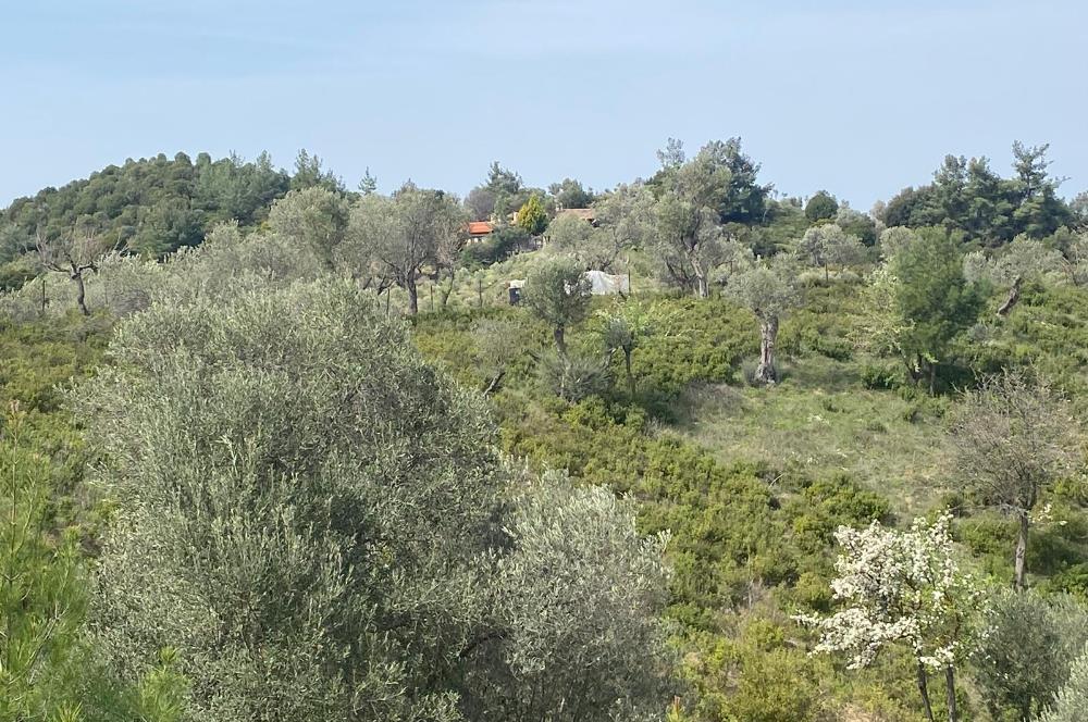 Seferihisar Beyler Köyü’nde 23.996 m² Yola Cephe Zeytinlik ve İmarlı Ev