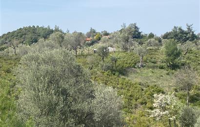 Seferihisar Beyler Köyü’nde 23.996 m² Yola Cephe Zeytinlik ve İmarlı Ev