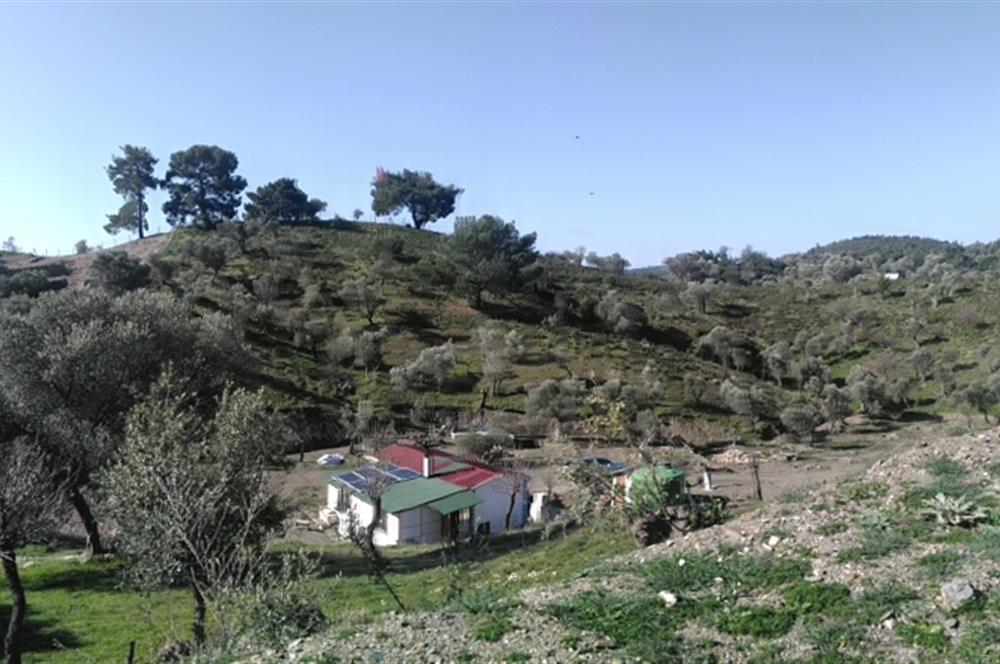 Seferihisar Beyler Köyü’nde 23.996 m² Yola Cephe Zeytinlik ve İmarlı Ev
