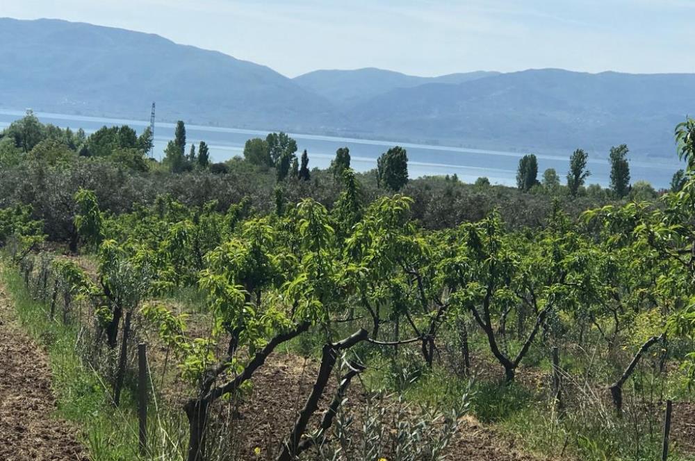 Bursa Orhangazi Bıngıldak’ta Nektarin ve Meyve Bahçesi