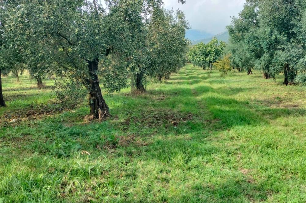 Bursa Orhangazi Bıngıldak’ta Nektarin ve Meyve Bahçesi