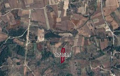 Milas-Çamköy satılık fırsat tarla
