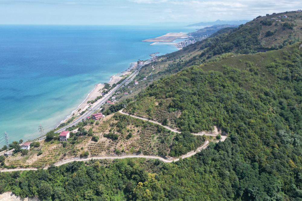 CENURY 21'DEN DİVANİ MEVKİİ'NDE 5850 m² TEK TAPU FINDIK BAHÇESİ