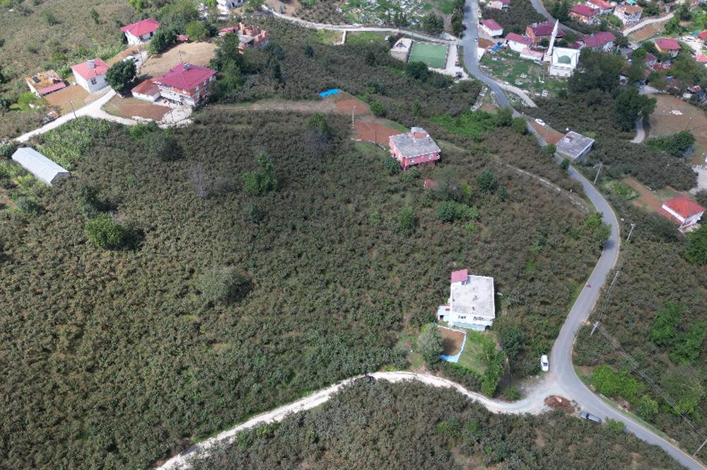 CENURY 21'DEN DİVANİ MEVKİİ'NDE 5850 m² TEK TAPU FINDIK BAHÇESİ