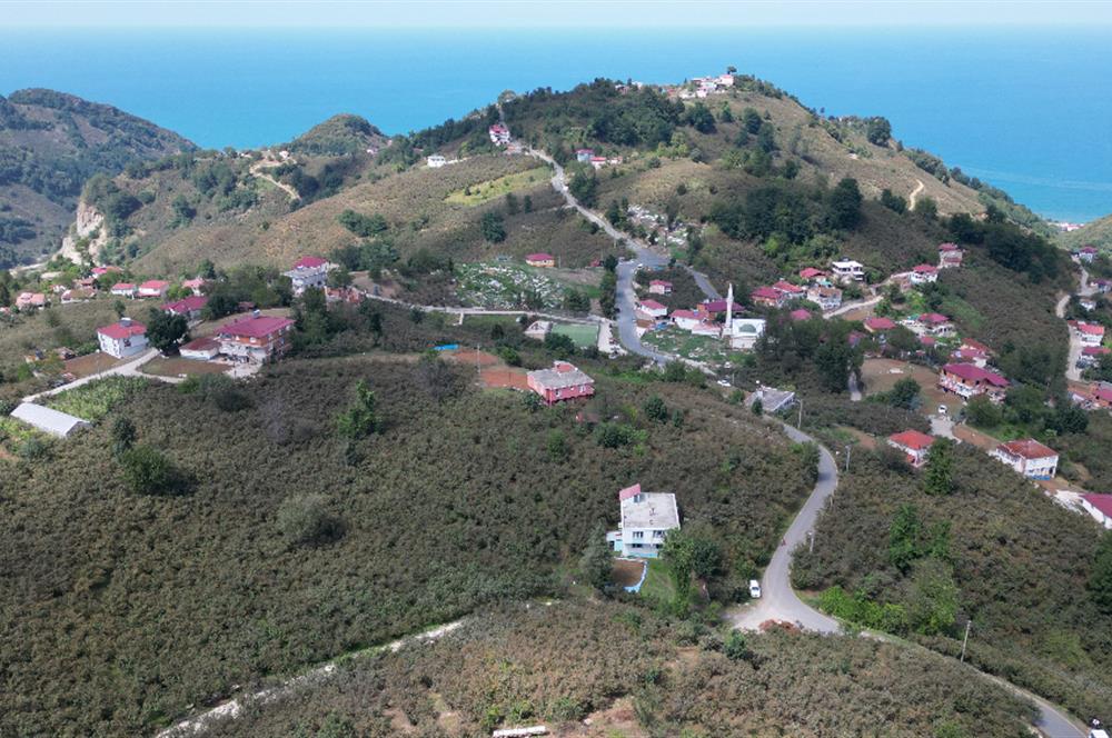 CENURY 21'DEN DİVANİ MEVKİİ'NDE 5850 m² TEK TAPU FINDIK BAHÇESİ