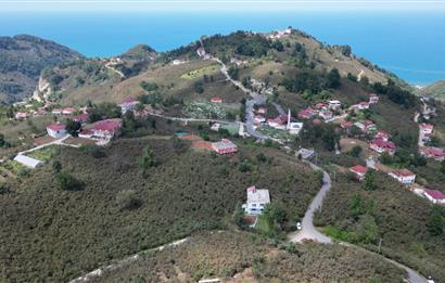 CENURY 21'DEN DİVANİ MEVKİİ'NDE 5850 m² TEK TAPU FINDIK BAHÇESİ