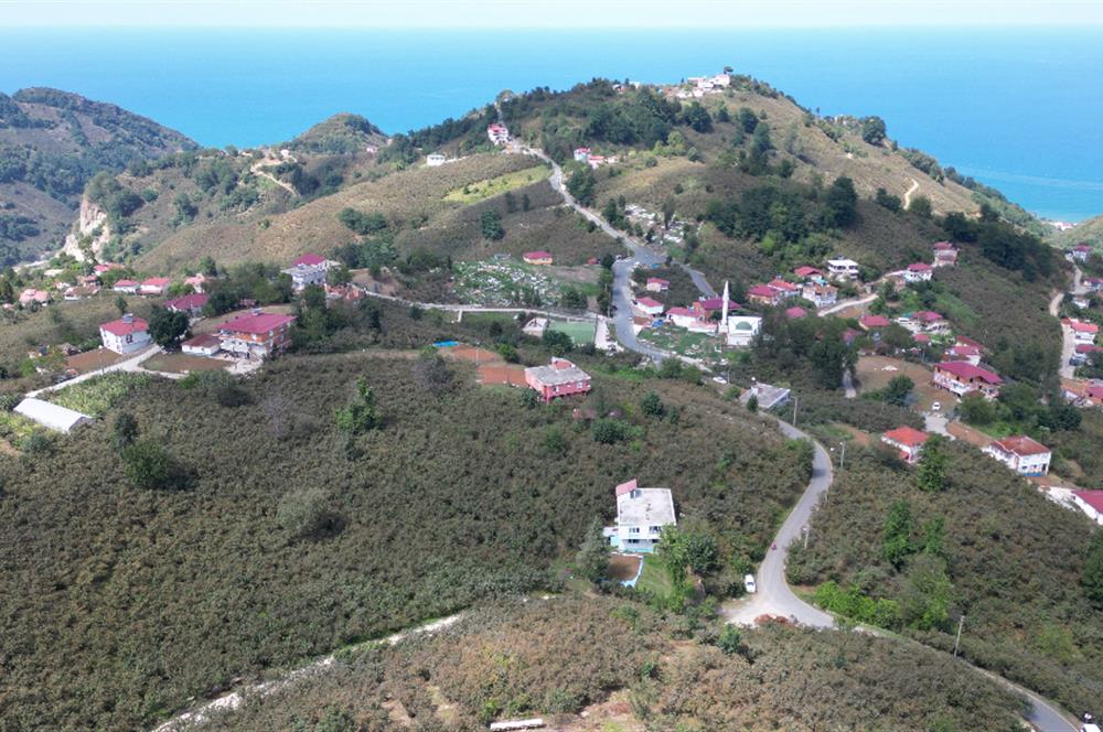 CENURY 21'DEN DİVANİ MEVKİİ'NDE 5850 m² TEK TAPU FINDIK BAHÇESİ