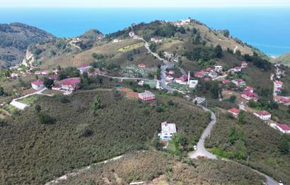 CENURY 21'DEN DİVANİ MEVKİİ'NDE 5850 m² TEK TAPU FINDIK BAHÇESİ