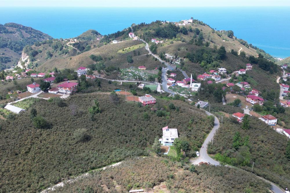 CENURY 21'DEN DİVANİ MEVKİİ'NDE 5850 m² TEK TAPU FINDIK BAHÇESİ