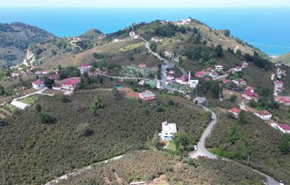 CENURY 21'DEN DİVANİ MEVKİİ'NDE 5850 m² TEK TAPU FINDIK BAHÇESİ