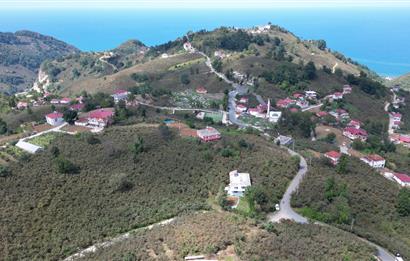 CENURY 21'DEN DİVANİ MEVKİİ'NDE 5850 m² TEK TAPU FINDIK BAHÇESİ