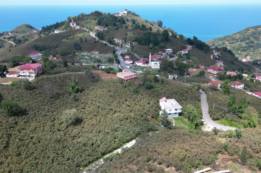 CENURY 21'DEN DİVANİ MEVKİİ'NDE 5850 m² TEK TAPU FINDIK BAHÇESİ