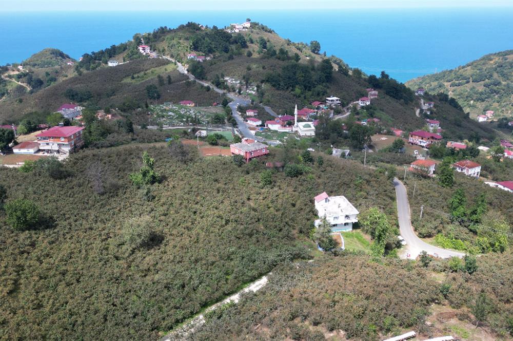 CENURY 21'DEN DİVANİ MEVKİİ'NDE 5850 m² TEK TAPU FINDIK BAHÇESİ