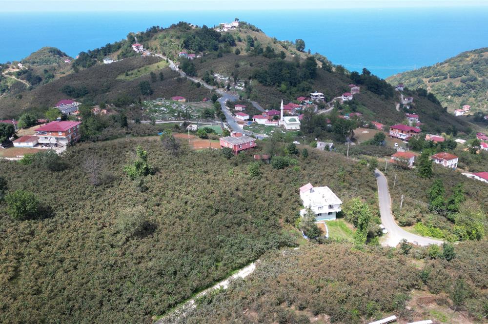 CENURY 21'DEN DİVANİ MEVKİİ'NDE 5850 m² TEK TAPU FINDIK BAHÇESİ