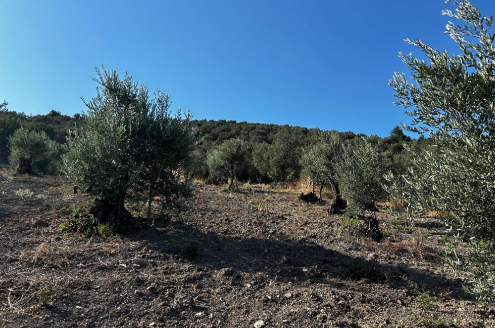 C21cius:umurbey'de Anayola Yakın Satılık Zeytinlik