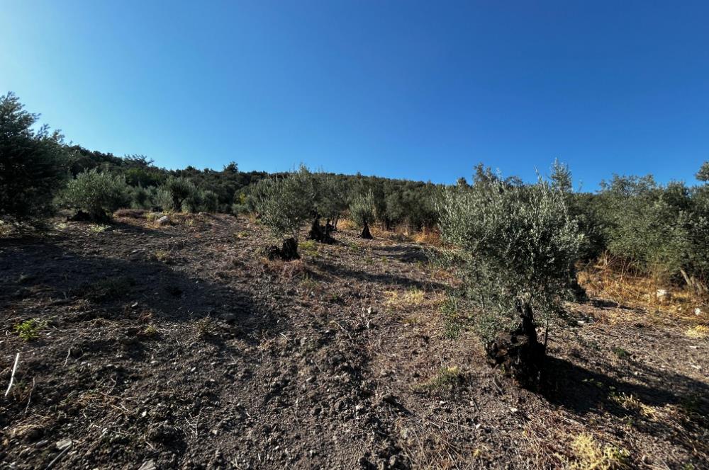 C21cius:umurbey'de Anayola Yakın Satılık Zeytinlik