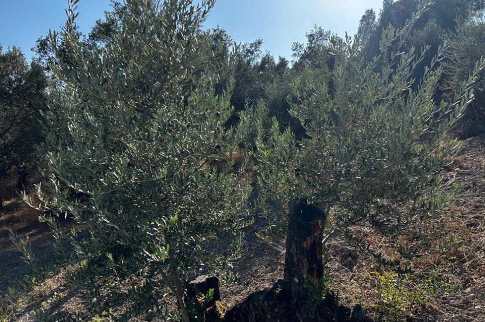 C21cius:umurbey'de Anayola Yakın Satılık Zeytinlik