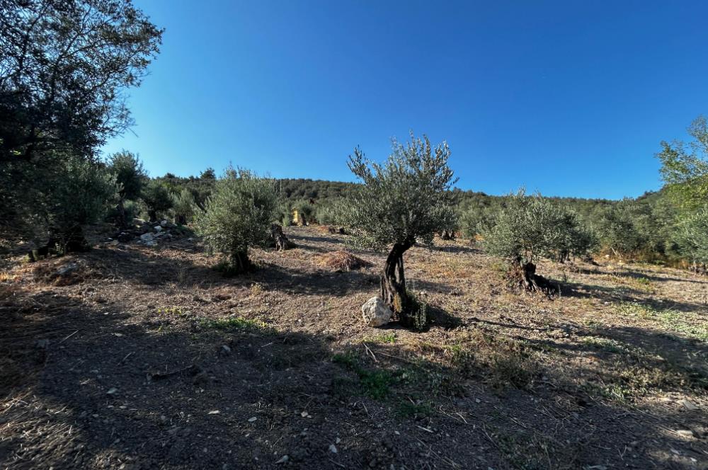 C21cius:umurbey'de Anayola Yakın Satılık Zeytinlik