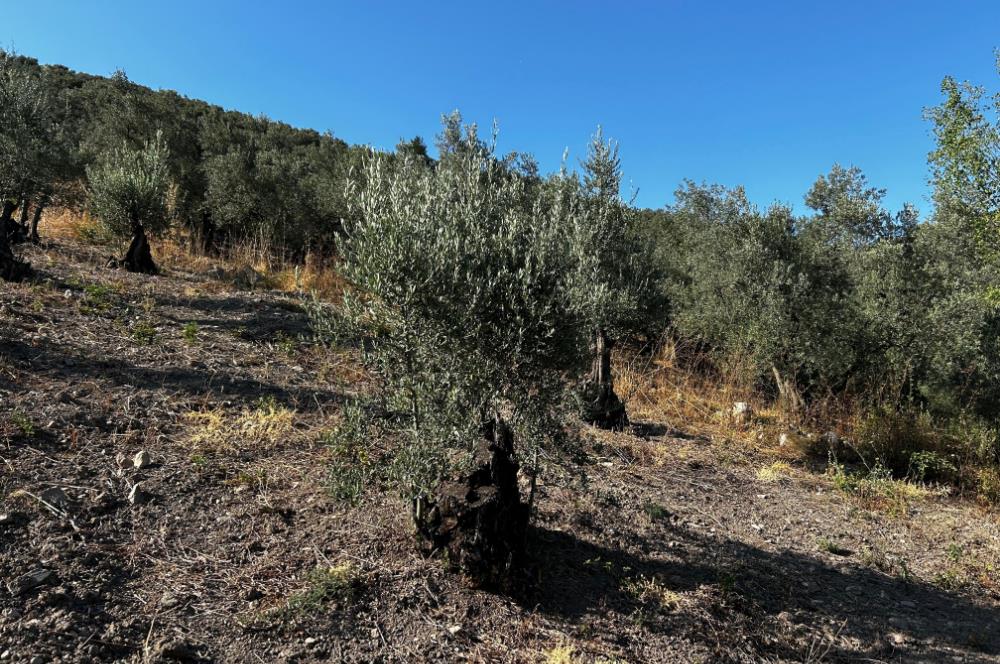 C21cius:umurbey'de Anayola Yakın Satılık Zeytinlik