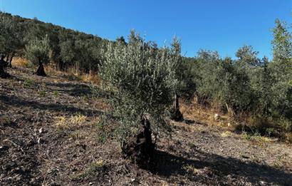 C21cius:umurbey'de Anayola Yakın Satılık Zeytinlik