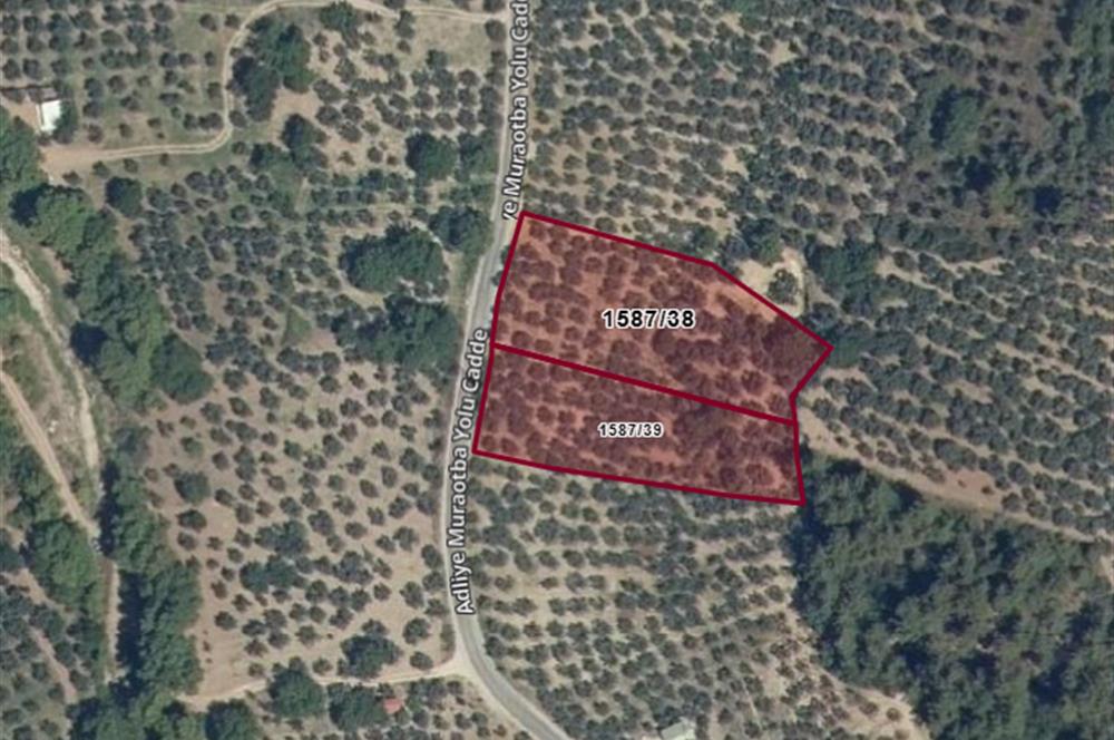 C21 Cius; Umurbeyde Ve Adliye Sınırı 12,542 M2 