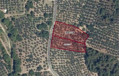 C21 Cius; Umurbeyde Ve Adliye Sınırı 12,542 M2 