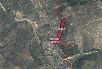 C21 Cius; Umurbeyde Ve Adliye Sınırı 12,542 M2 
