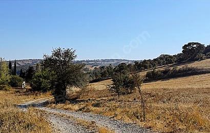 C21 Bal'dan Naipli'de 16.130 m2 Proje Geliştirilebilir Tarla