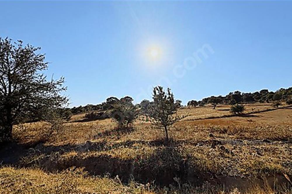 C21 Bal'dan Naipli'de 16.130 m2 Proje Geliştirilebilir Tarla