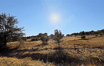 C21 Bal'dan Naipli'de 16.130 m2 Proje Geliştirilebilir Tarla