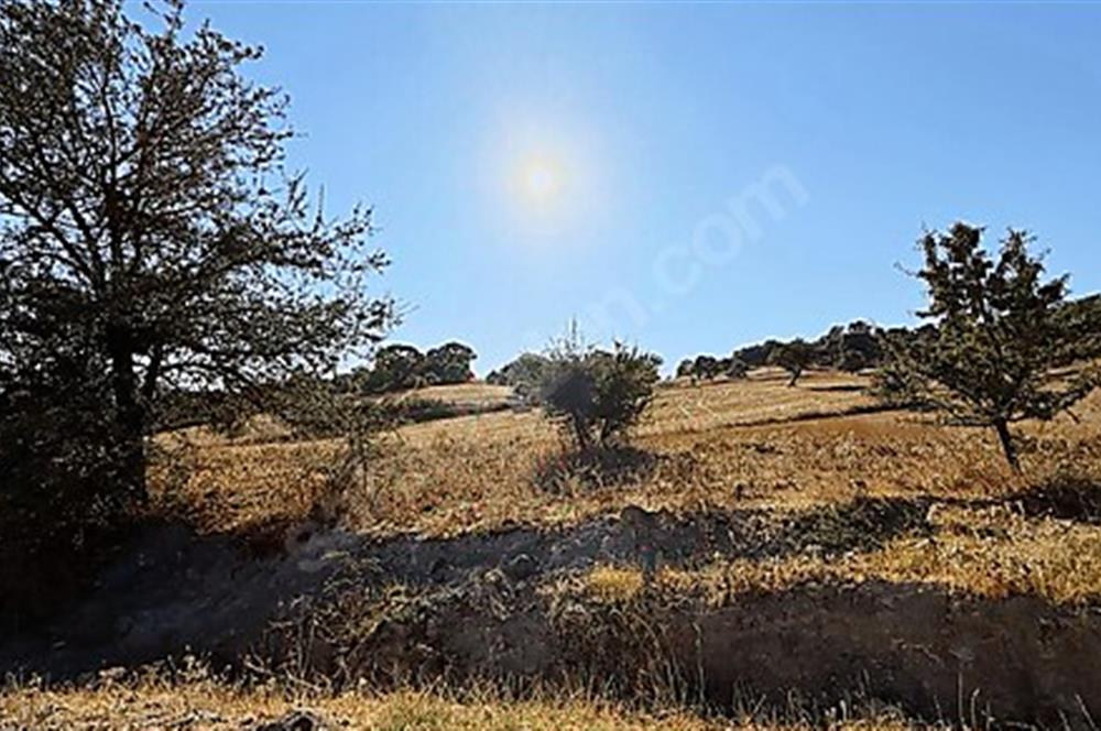 C21 Bal'dan Naipli'de 16.130 m2 Proje Geliştirilebilir Tarla