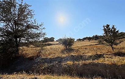 C21 Bal'dan Naipli'de 16.130 m2 Proje Geliştirilebilir Tarla