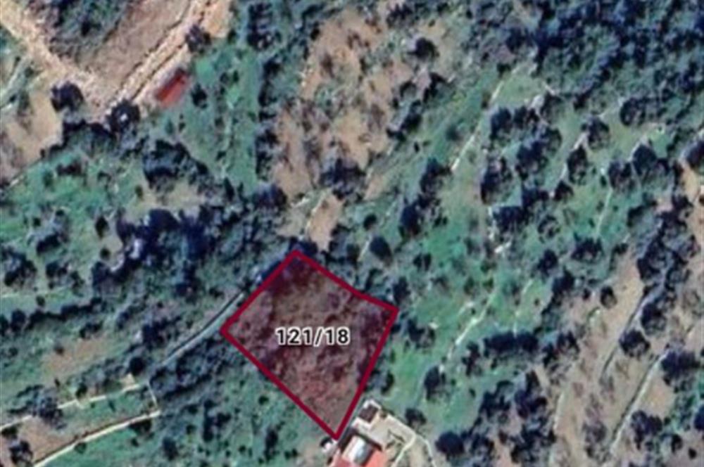 Datça Mesudiye’de 1289 m² Verimli Bademlik – Yatırımlık Tarla