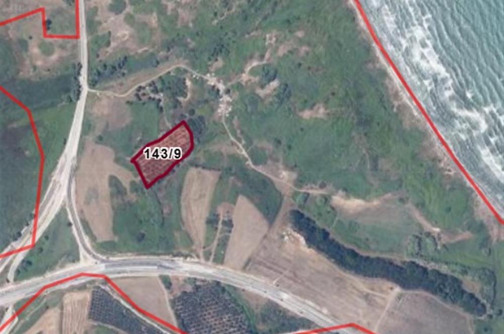 Erdek Aşağıyapıcı Satılık Zeytinlik