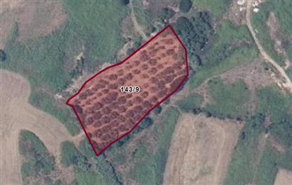 Erdek Aşağıyapıcı Satılık Zeytinlik
