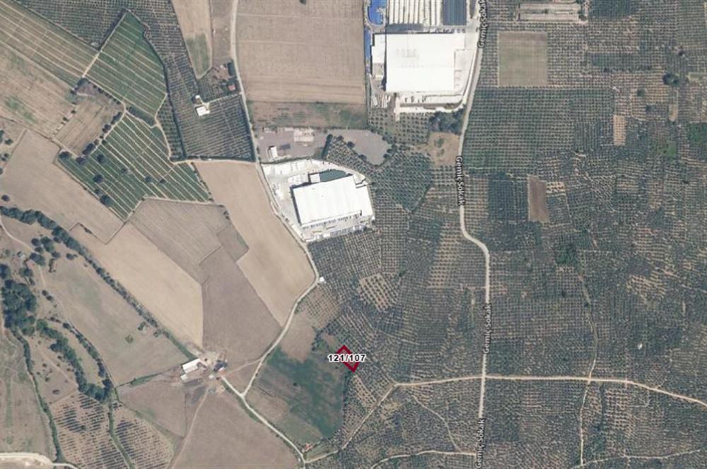 C21 Cius; Gemiç'te Muhteşem Doğa ve Göl Manzaralı Zeytinlik