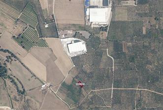 C21 Cius; Gemiç'te Muhteşem Doğa ve Göl Manzaralı Zeytinlik