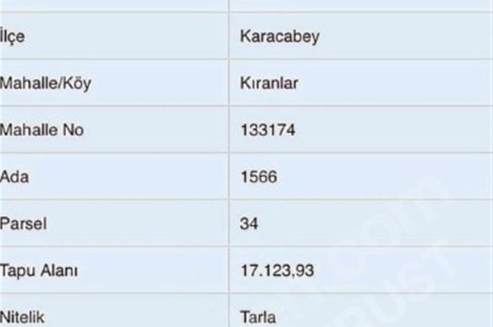 Bursa/Karacabey Kıranlar Mahallesinde Satılık Zeytinlik