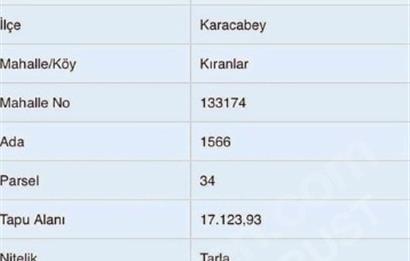 Bursa/Karacabey Kıranlar Mahallesinde Satılık Zeytinlik