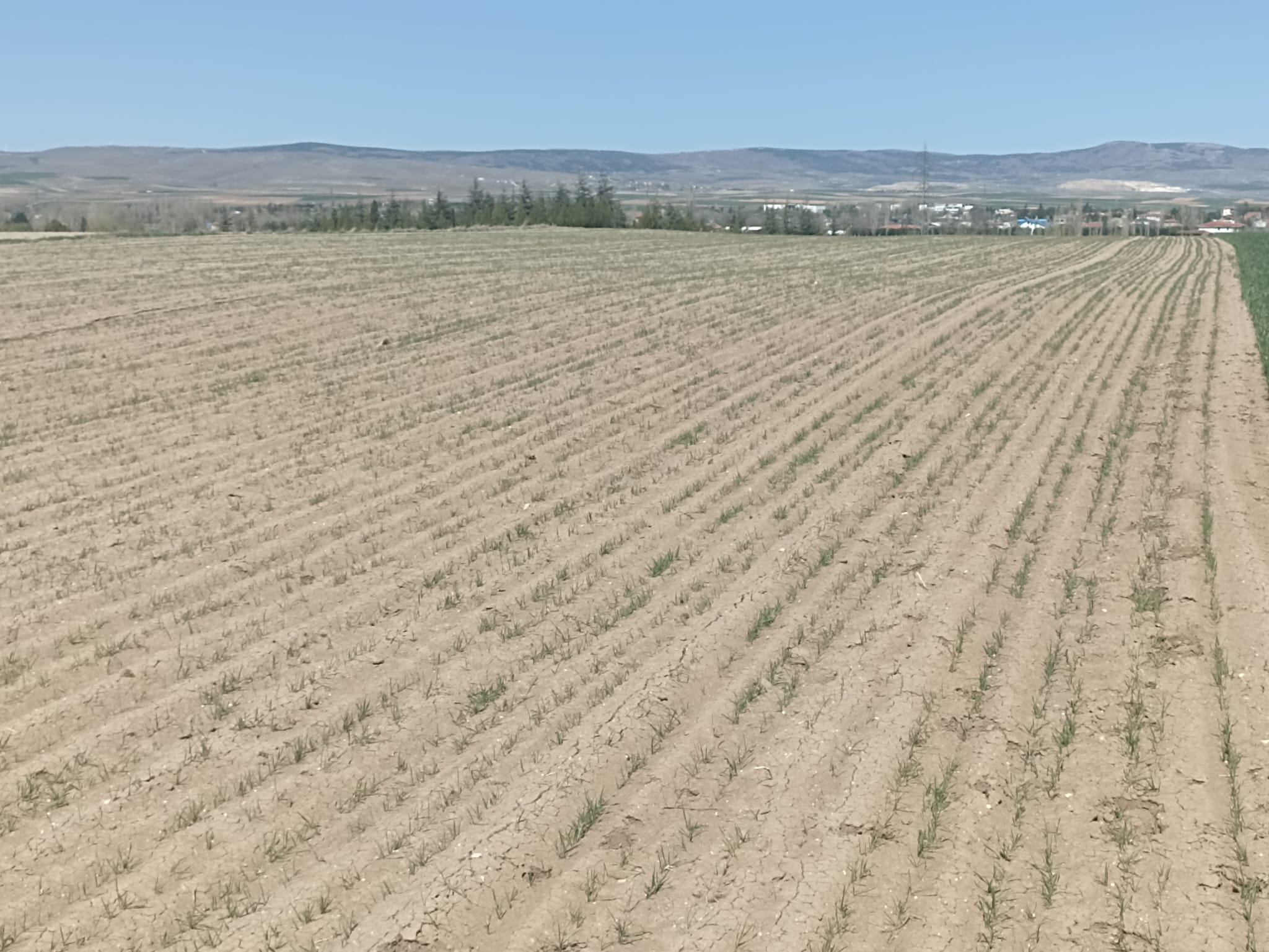 CENTURY 21 VİZYON'DAN YUKARISÖĞÜTÖNÜ  MAH. SATILIK ARAZİ 