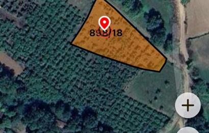 Verimli Toprak, Güçlü Yatırım! 2.391 m² Satılık Fındık Bahçesi 