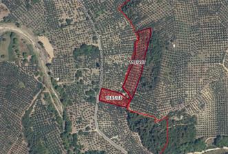 C21 Cius; Umurbeyde ve Adliye Sınırı 10,024 m2 Bakımlı Zeytinlik