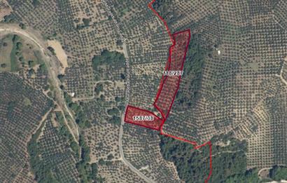 C21 Cius; Umurbeyde ve Adliye Sınırı 10,024 m2 Bakımlı Zeytinlik