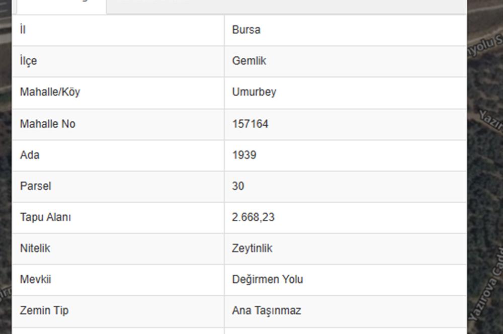 C21 Cius; Umurbeyde ve Adliye Sınırı 10,024 m2 Bakımlı Zeytinlik