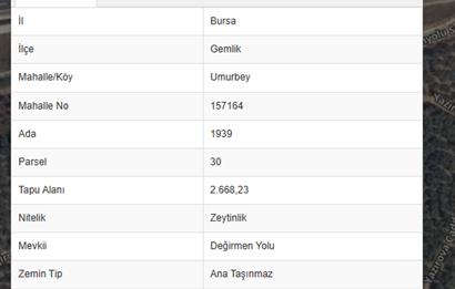C21 Cius; Umurbeyde ve Adliye Sınırı 10,024 m2 Bakımlı Zeytinlik